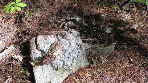 Photo from Spanish Cranberry