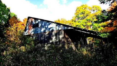 Left in the Woods photo 3