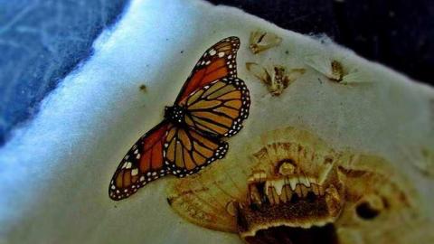 Fall, 2016 - IMG_4844.jpg