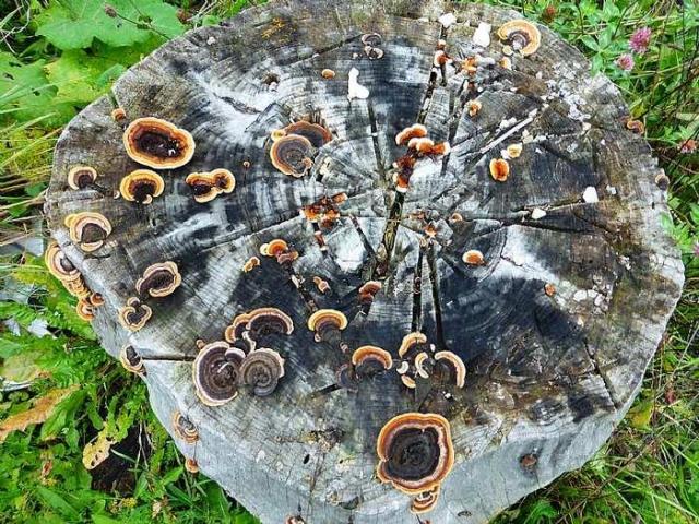 Redneck Windchime photo 3