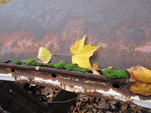 Golden Oldies - Four 50s Cars photo 4