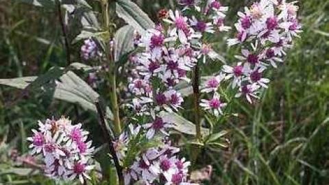 Port Foundations - Maxwells-Farm10.jpg