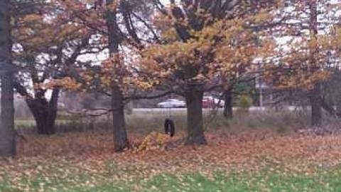 Springwater Gem - 20161029_143031.jpg