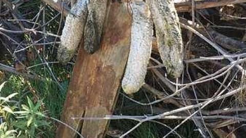 October 2016 - IMG_2179.jpg