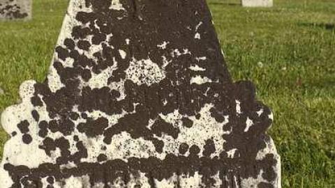 Gone To His Eternal House - Canborough-pioneer-Cemetery17.jpg