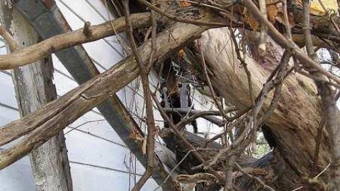 Thanksgiving 2016 - Long-Island-in-Manotick124.jpg