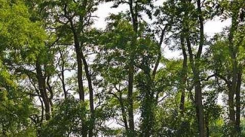 Easy To Nith - Canning-pioneer-Cemetery17.jpg