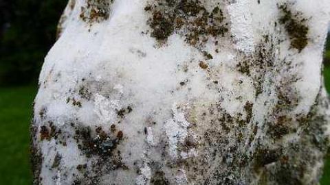 Back inblack - Dickie-Settlement-Cemetery42.jpg