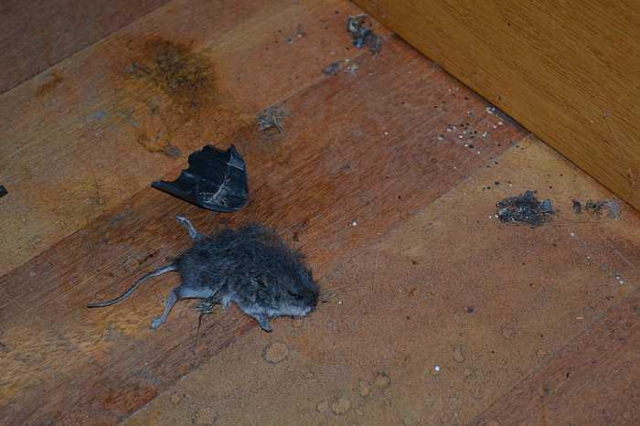 November 2016 - Abandoned-Grow-Op-Mansion--Drug-Dealers-Mansion--King-City80.jpg