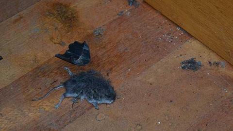 November 2016 - Abandoned-Grow-Op-Mansion--Drug-Dealers-Mansion--King-City80.jpg