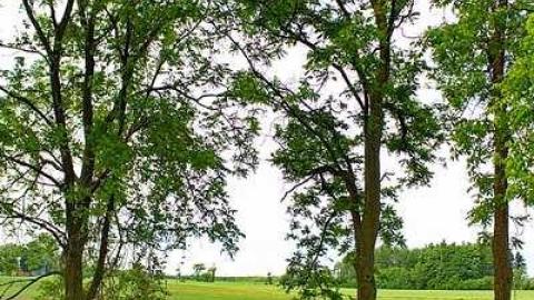 Pieces Of History  - Hatchley-pioneer-Cemetery9.jpg