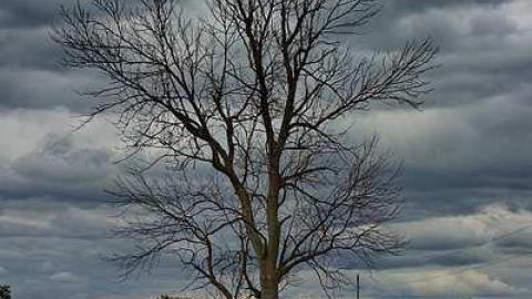 Forever Home - Lotan-pioneer-Cemetery21.jpg