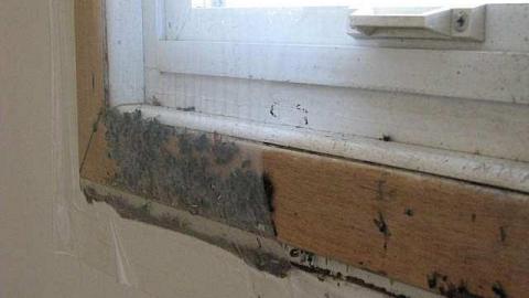 Ladybugs & Graffiti - Ladybugs-Lost20.jpg