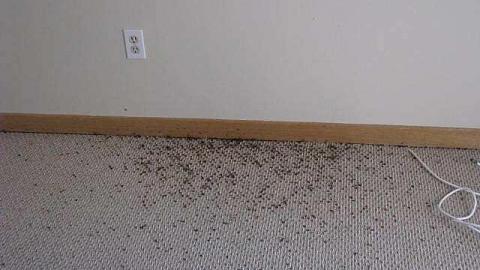 Ladybugs & Graffiti - Ladybugs-Lost7.jpg