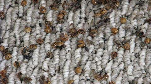 Ladybugs & Graffiti - Ladybugs-Lost21.jpg