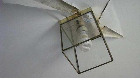 Ladybugs Lost photo 2