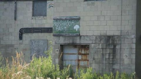 Darlington Mushrooms - Darlington-Mushroom-Farm22.jpg