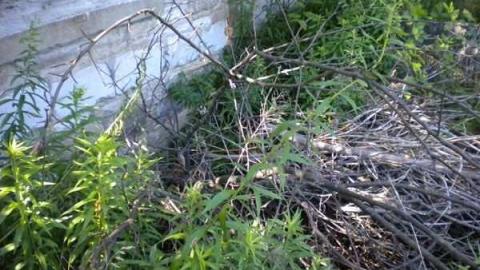 August 2011 - Coboconk-School29.jpg