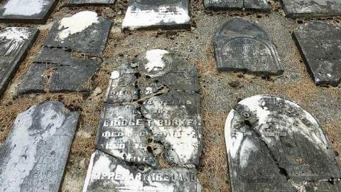 Photo from Summer Orchid