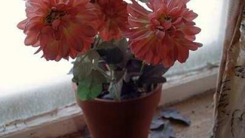 MoJu Doll '16 - House-with-the-Creepy-Doll32.jpg