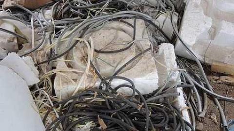 Too Cold For Royalty - Royal-City-Nursery27.jpg