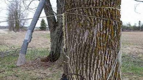 Triangular '16 - T.-Bird--Friends21.jpg