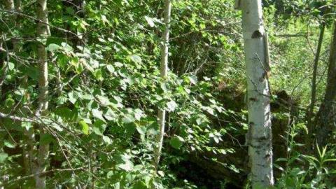 One kid here may be guilty - Monsell-(Orma-Jones-Tragedy)21.jpg