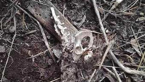  Farmhouse remains - Thorold-Playboy-Mansion38.jpg