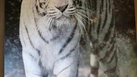 Teddy's Disco '16 - Farmageddon33.jpg