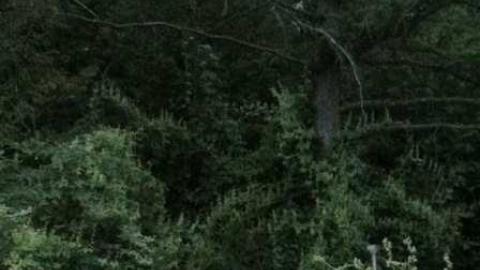 268. - MagnerRobson-Home-(1860)33.jpg