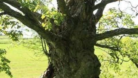 Hubbell Cemetery - Hubbell-Cemetery--Ashburn33.jpg