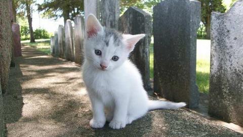 Kittens!! - Lotan-pioneer-Cemetery24.jpg