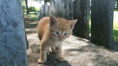 Kittens!! - Lotan-pioneer-Cemetery29.jpg