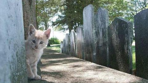 Photo from Kittens!!