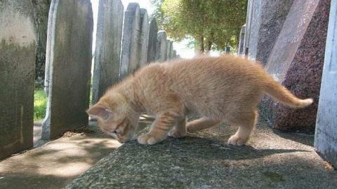 Photo from Kittens!!