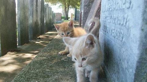 Photo from Kittens!!