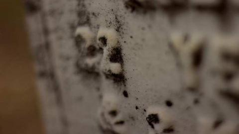  Weep Not For Me - Blyth-Pioneer-Cemetery19.jpg