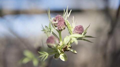 Apr 2017 - Newfoundout-(ghost-town)56.jpg