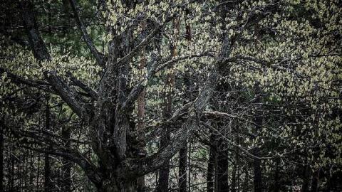 Pontypool Cemetery photo 2