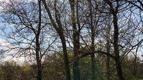 An Avoidable Death  - McTaggart-Pioneer-Cemetery11.jpg