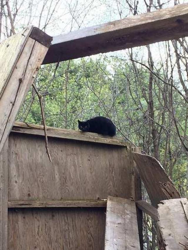 Another Abandoned Bungalow - Whitby, Ontario