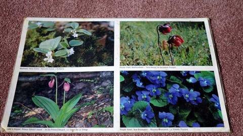 Spiral AA '17 - Out-on-the-Town51.jpg