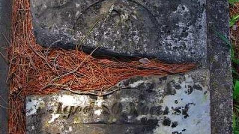 Faithful Friends - Lambs-Pioneer-Cemetery11.jpg