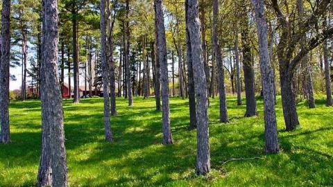 Faithful Friends - Lambs-Pioneer-Cemetery33.jpg