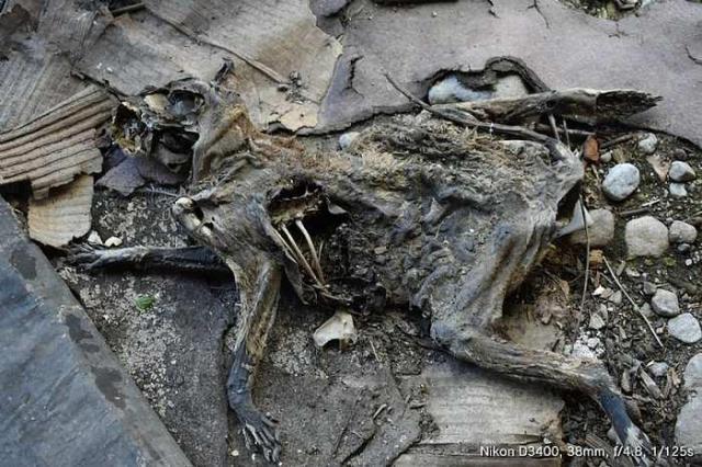 The Cats Meow photo 4