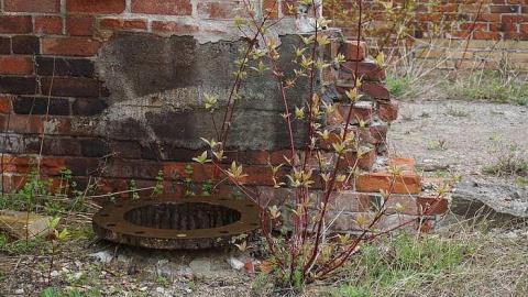 Spring Visit - Brick-Skeleton48.jpg