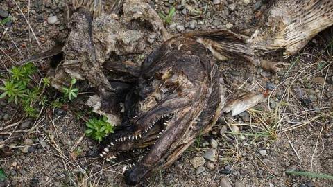 Spring Visit - Brick-Skeleton46.jpg