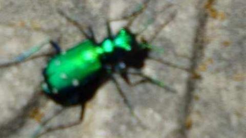 Middletown - Middletown-Pioneer-Cemetery52.jpg