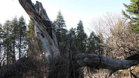 Death by Dora - 24.jpg