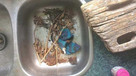 May 2017 - IMG_7188.jpg